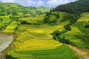 Trường MN Xã Hội Hoan  THĂM CÁNH ĐỒNG LÚA QUÊ EM